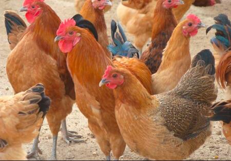 【家禽细菌性疾病专栏三】家禽细菌性疾病——多种疾病概述