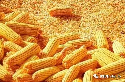 2021年2月12日全国玉米价格