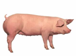 【猪舍光照原则第一季专栏二】光的测量法