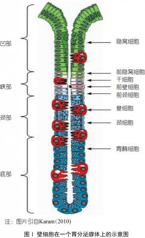 无抗时代：维乐妥不仅仅是仔猪的首选利器