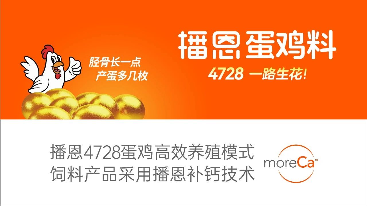 蛋鸡料.jpg